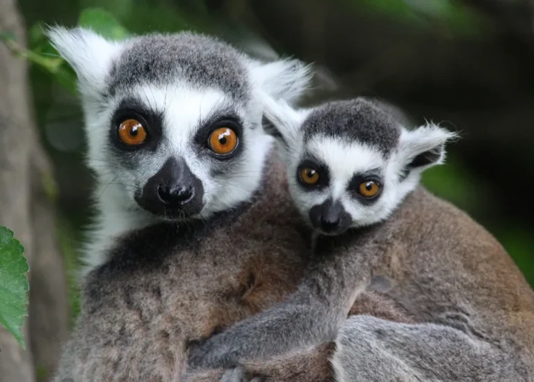 Spaycific&rsquo;Zoo, événement d'entreprise Sarthe
