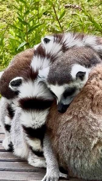 Spaycific’Zoo, espace pour événement d'entreprise, Sarthe