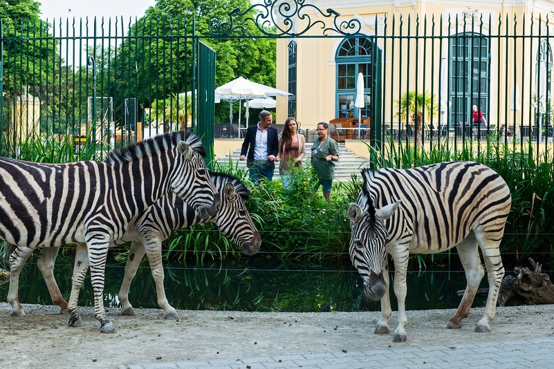 Tiergarten Schönbrunn (zoo de Schönbrunn), espace pour événement d'entreprise
