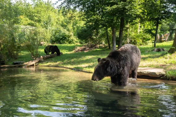 Tierpark Bern (dählhölzli + Bärenpark), séminaire d'entreprise