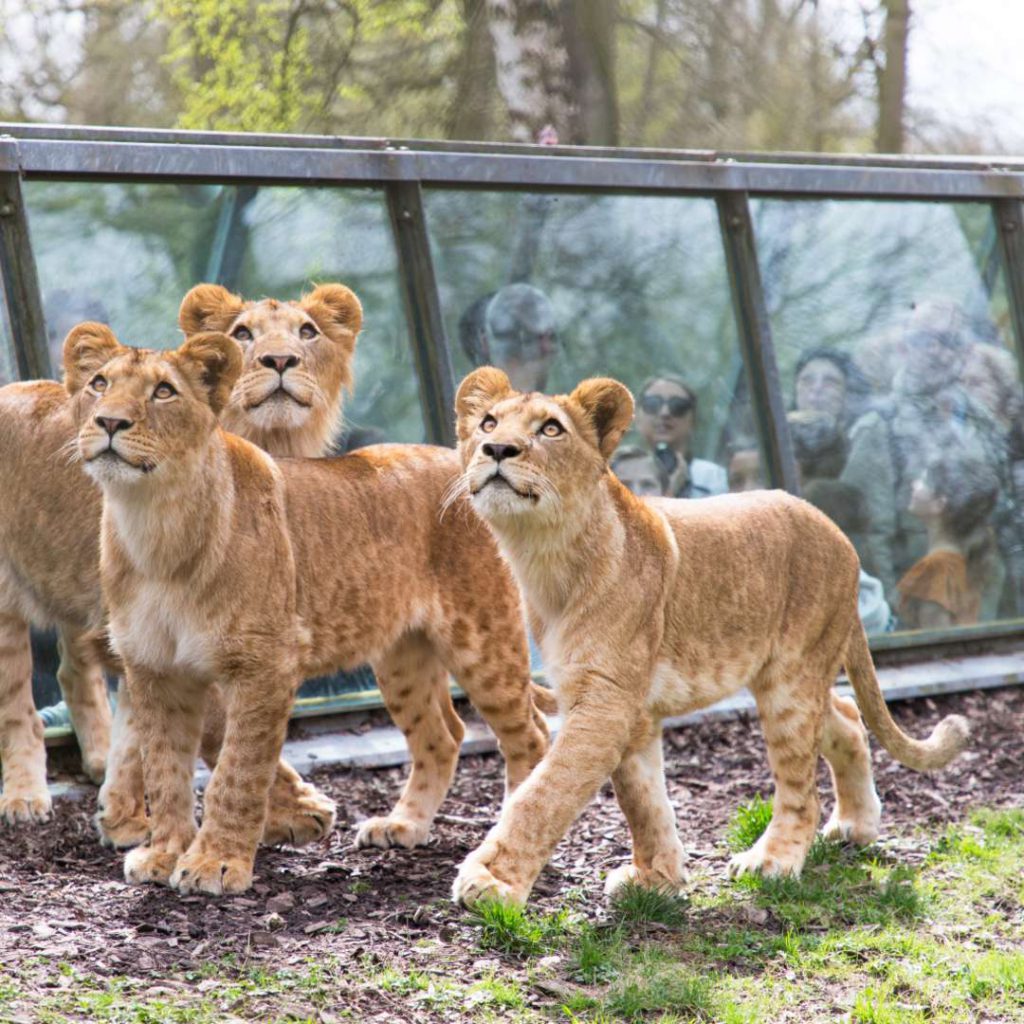 Wow Safari Thoiry (zoosafari de Thoiry), espace séminaire pour entreprise en Yvelines