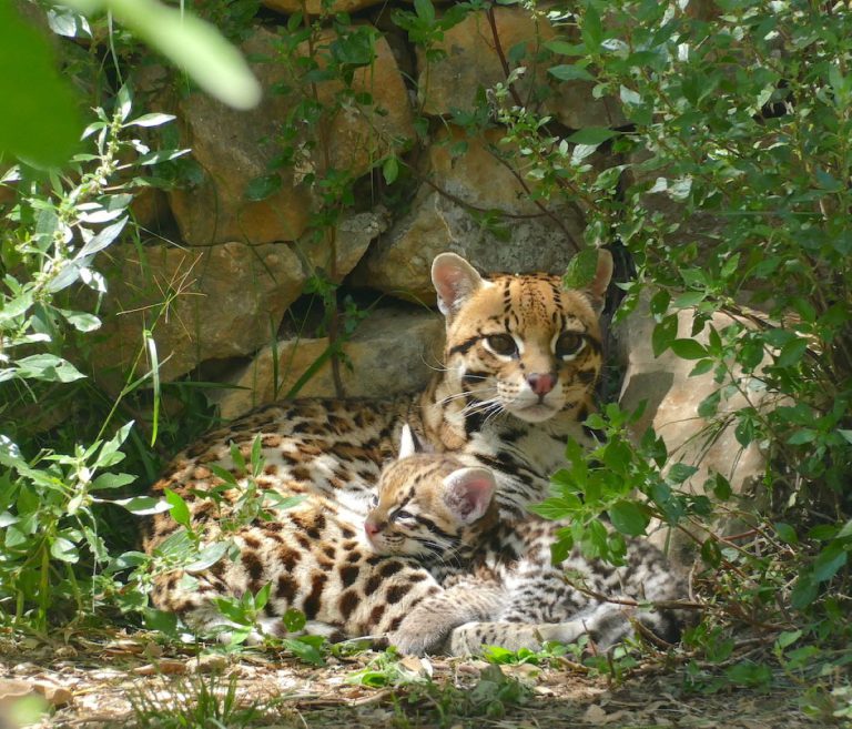 Zoa Parc Animalier et Botanique, événement d'entreprise Var