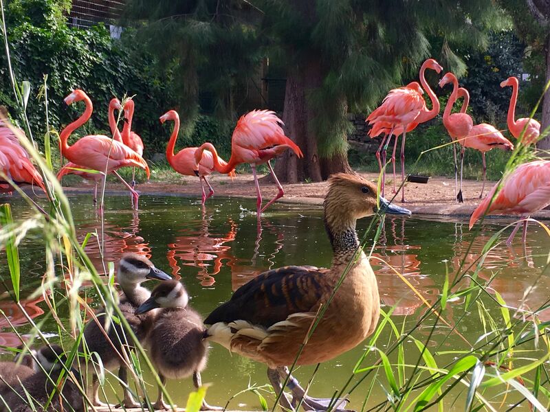 Zoa Parc Animalier et Botanique, séminaire d'entreprise, Var