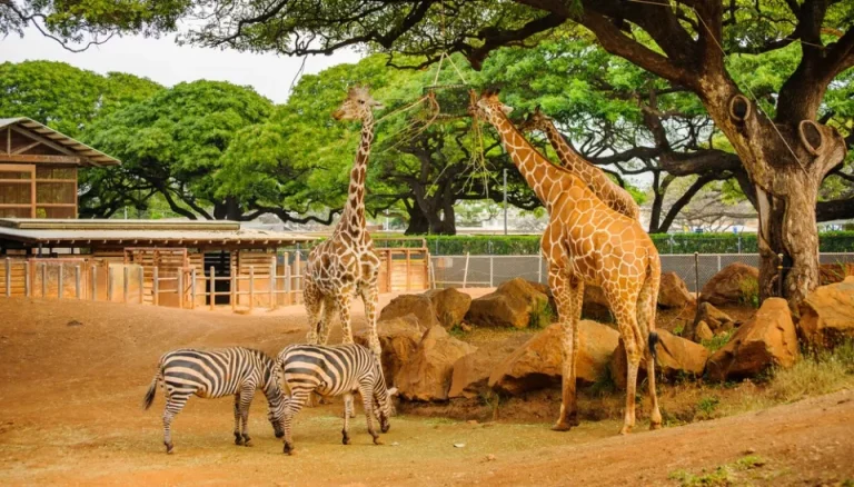 Zoo African Safari, événement d'entreprise Haute-Garonne