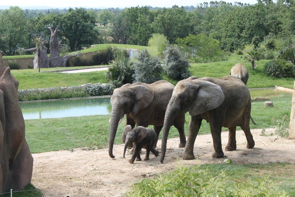 Zoo African Safari, espace pour événement d'entreprise, Haute-Garonne