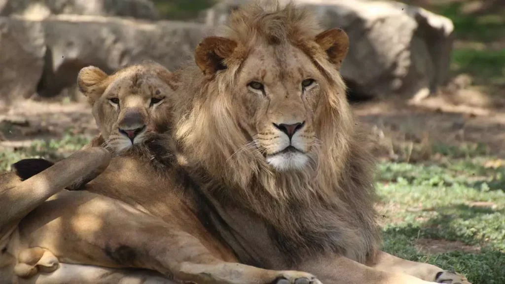 Zoo African Safari, espace séminaire pour entreprise en Haute-Garonne