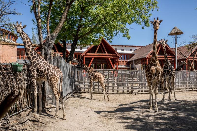 Zoo Budapest (fővárosi Állat- És Növénykert), lieu d'événement d'entreprise