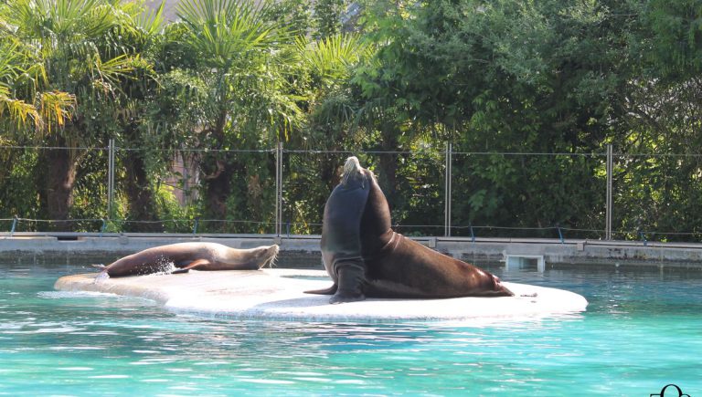 Zoo d&rsquo;Amiens Métropole, événement d'entreprise Somme