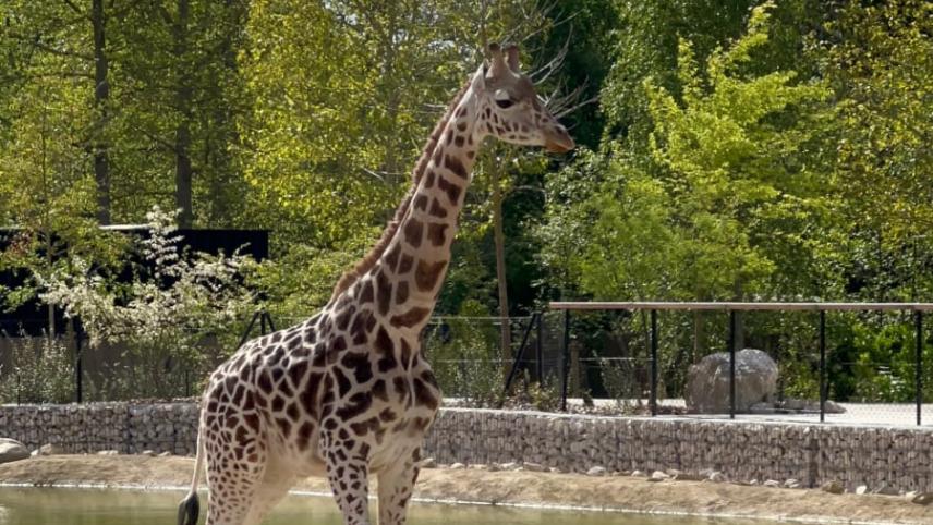 Zoo d’Amiens Métropole, séminaire d'entreprise, Somme