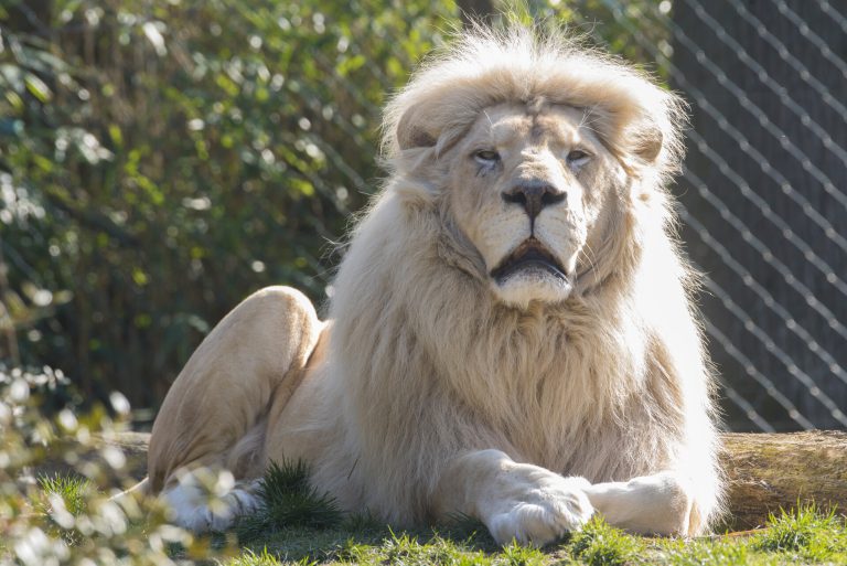Zoo d&rsquo;Amnéville & Cité des Loisirs, événement d'entreprise Moselle