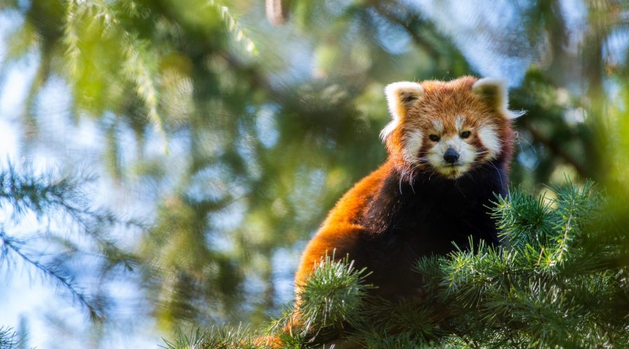 Zoo d'Amnéville & Cité des Loisirs, événement d'entreprise en Moselle