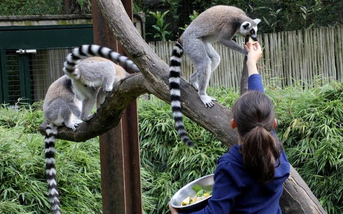 Zoo d’Asson, séminaire d'entreprise, Pyrénées-Atlantiques