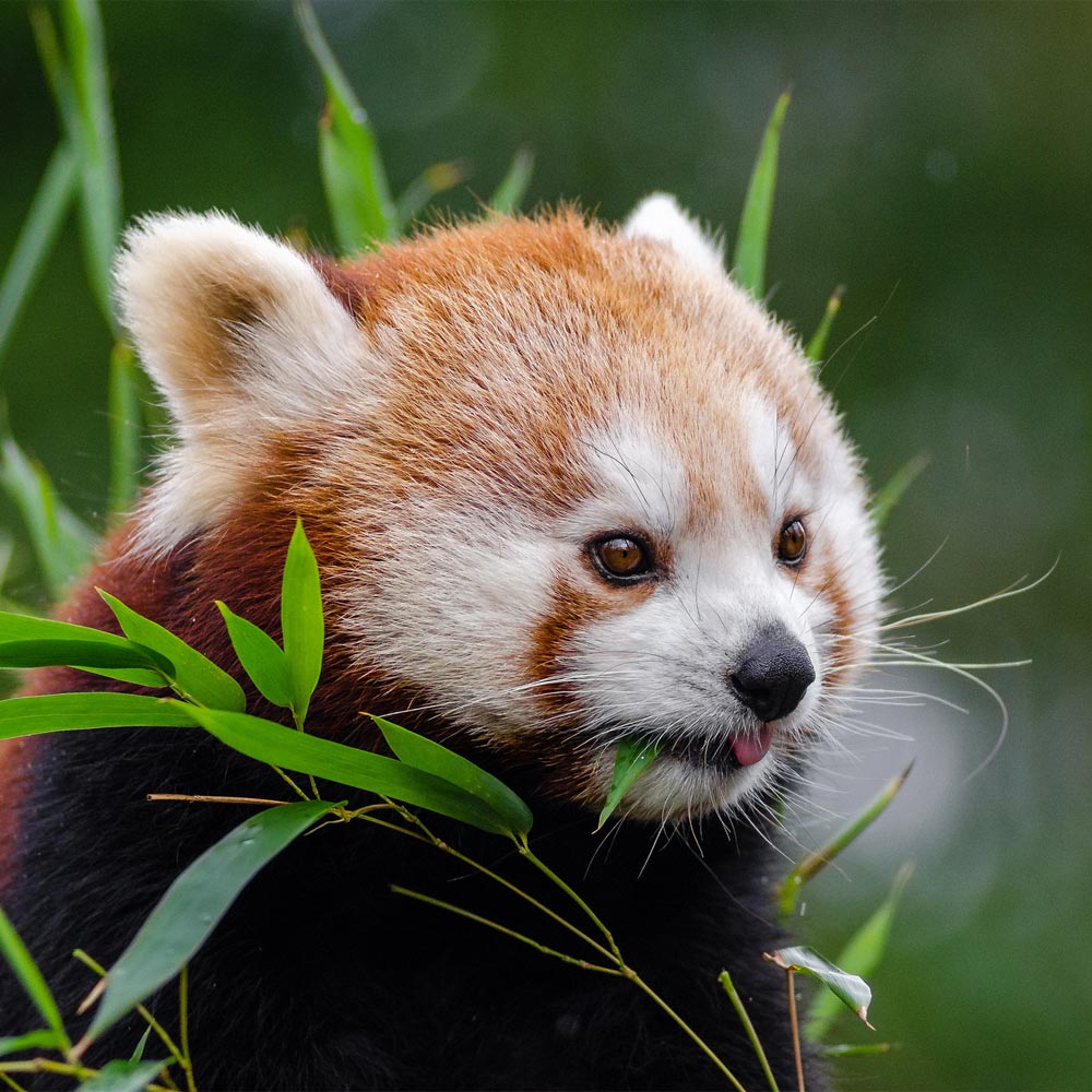 Zoo d’Asson, espace pour événement d'entreprise, Pyrénées-Atlantiques