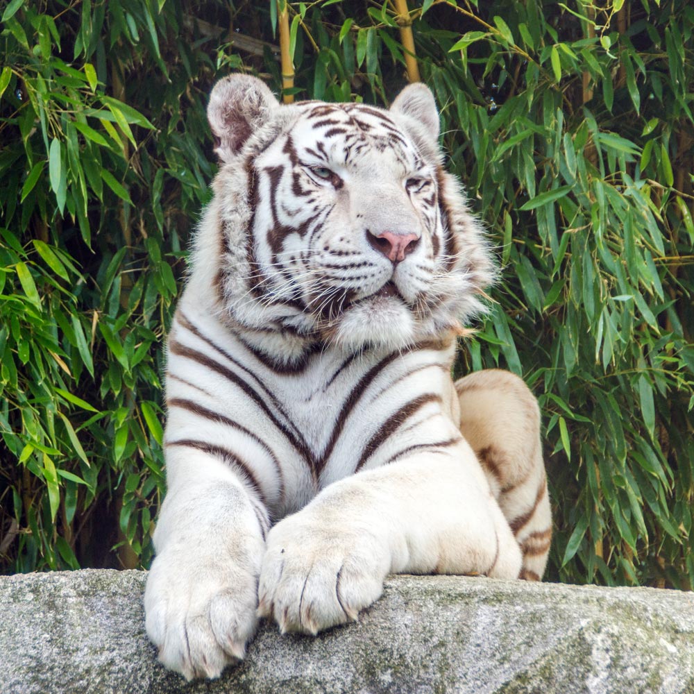 Zoo d'Asson, lieu d'événement d'entreprise en Pyrénées-Atlantiques