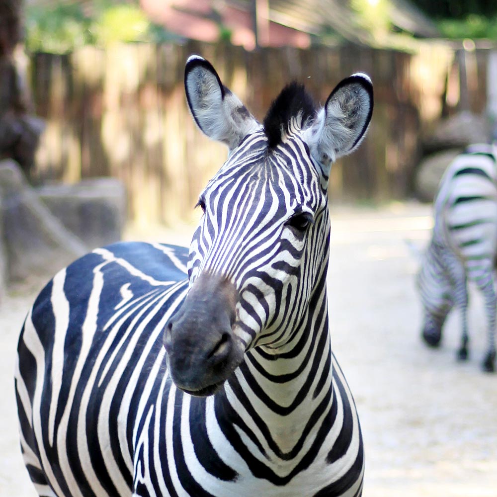 Zoo d'Asson, espace séminaire pour entreprise en Pyrénées-Atlantiques
