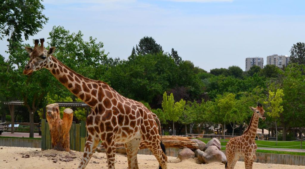 Zoo de Bucarest (grădina Zoologică), espace pour événement d'entreprise