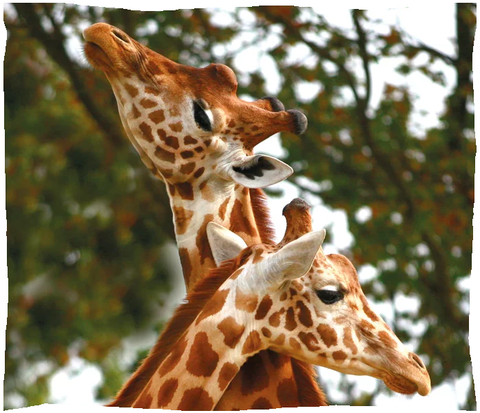 Zoo de Champrepus, espace pour événement d'entreprise, Manche