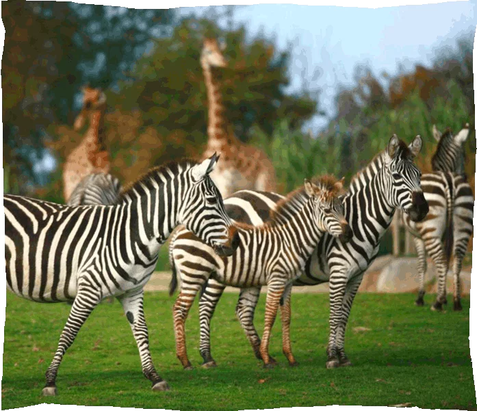 Zoo de Champrepus, espace séminaire pour entreprise en Manche