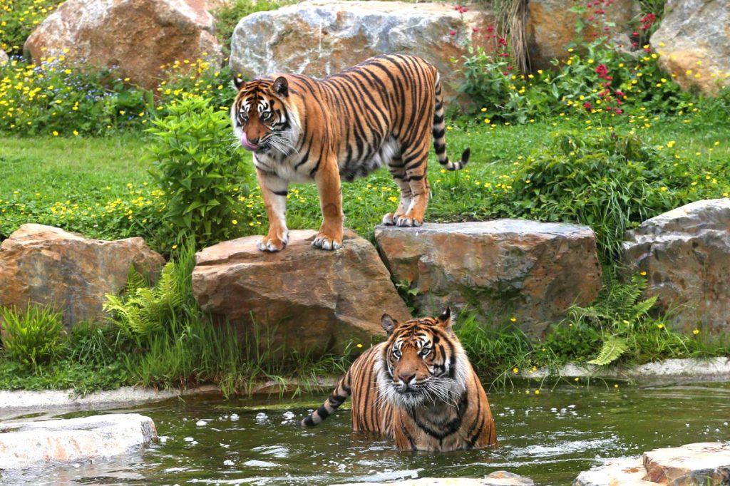 Zoo de Champrepus, événement d'entreprise en Manche