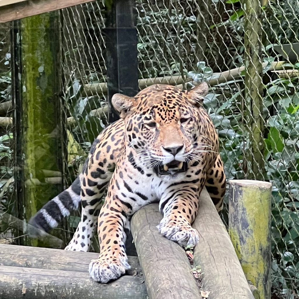 Zoo de Guadeloupe, lieu d'événement d'entreprise en Guadeloupe