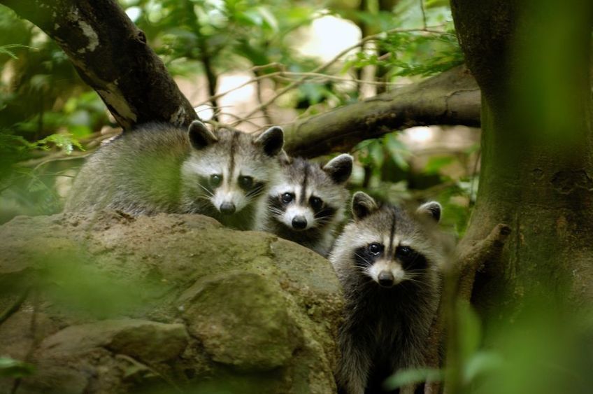 Zoo de Guadeloupe, espace séminaire pour entreprise en Guadeloupe
