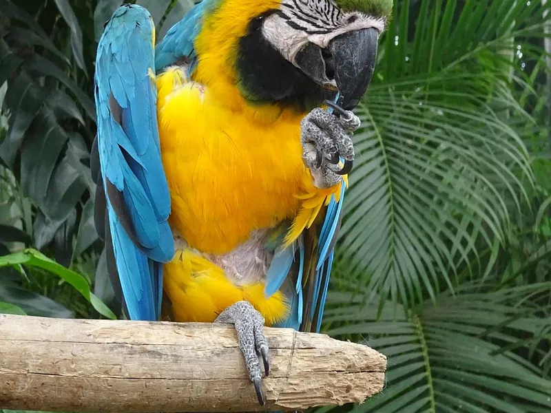 Zoo de Guadeloupe, événement d'entreprise en Guadeloupe
