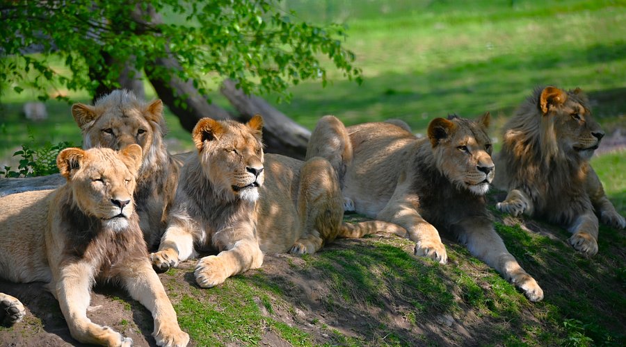 Zoo de Jurques, espace pour événement d'entreprise, Calvados