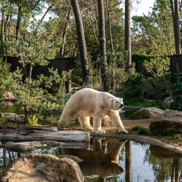 Zoo de la Flèche, lieu d'événement d'entreprise en Sarthe