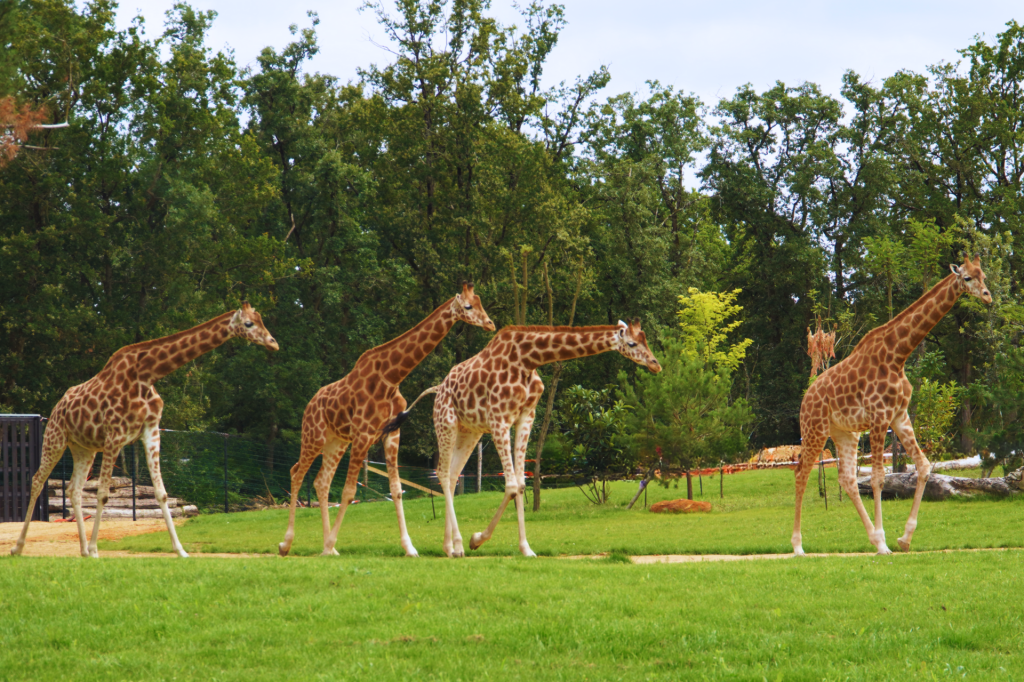 Zoo de la Flèche, espace séminaire pour entreprise en Sarthe