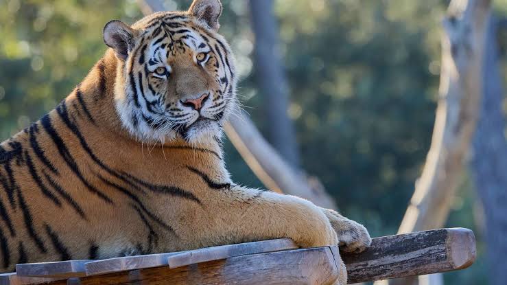 Zoo de la Palmyre Charente-Maritime