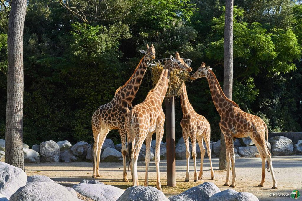 Zoo de la Palmyre, séminaire d'entreprise, Charente-Maritime
