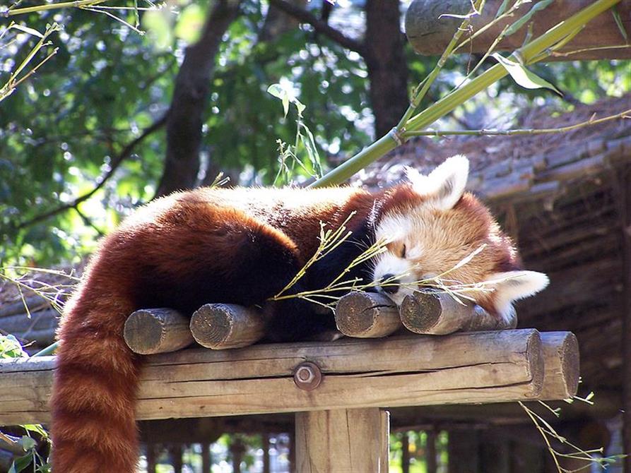 Zoo de la Palmyre, espace pour événement d'entreprise, Charente-Maritime