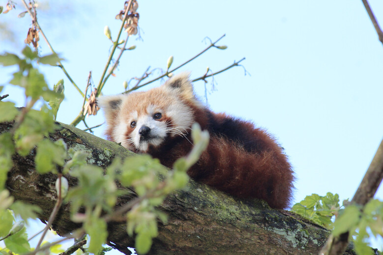 Zoo de Lille (parc Zoologique de Lille), lieu d'événement d'entreprise