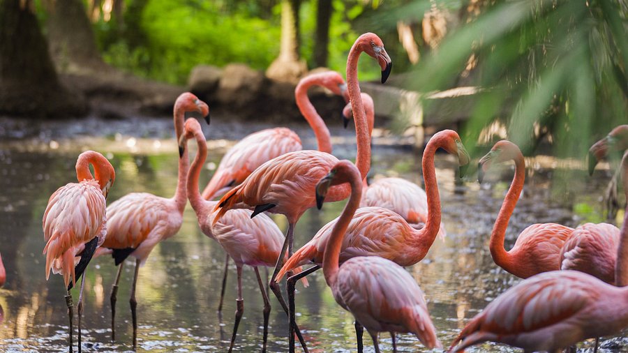Zoo de Martinique, espace pour événement d'entreprise, Martinique