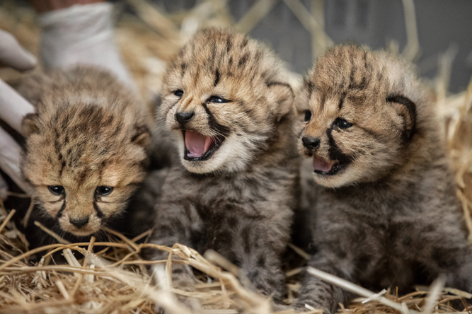 Zoo de Montpellier (parc de Lunaret), séminaire d'entreprise, Hérault
