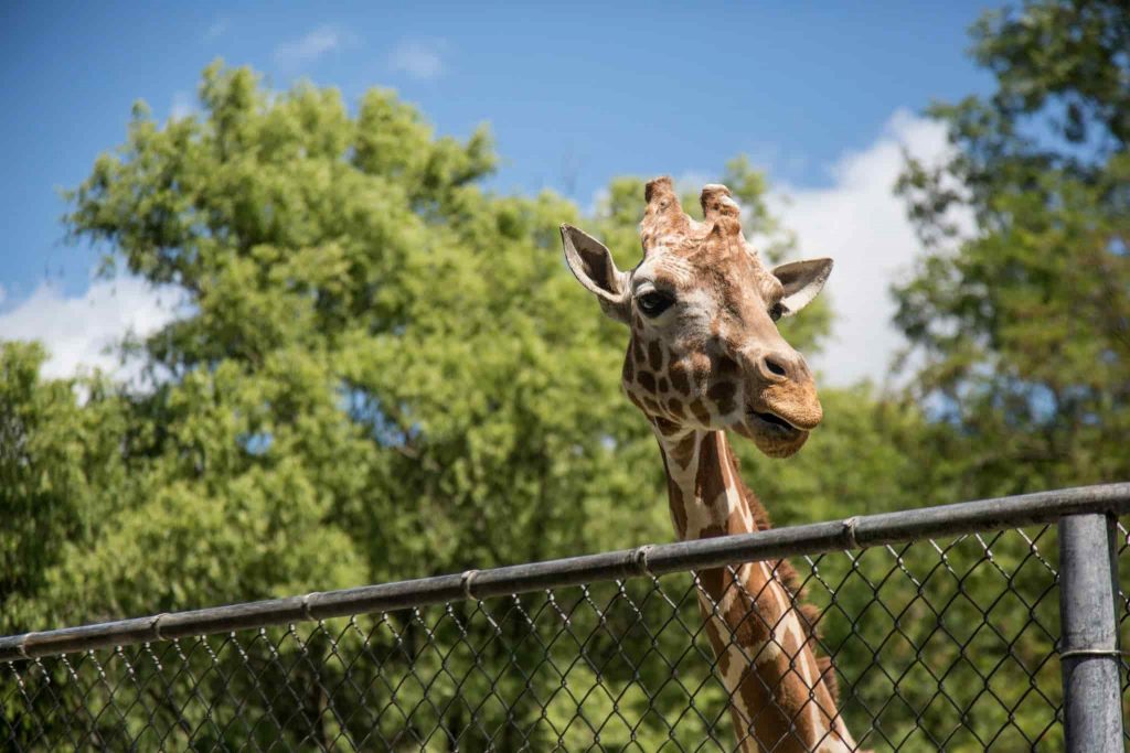 Zoo de Montpellier (parc de Lunaret), espace séminaire pour entreprise en Hérault