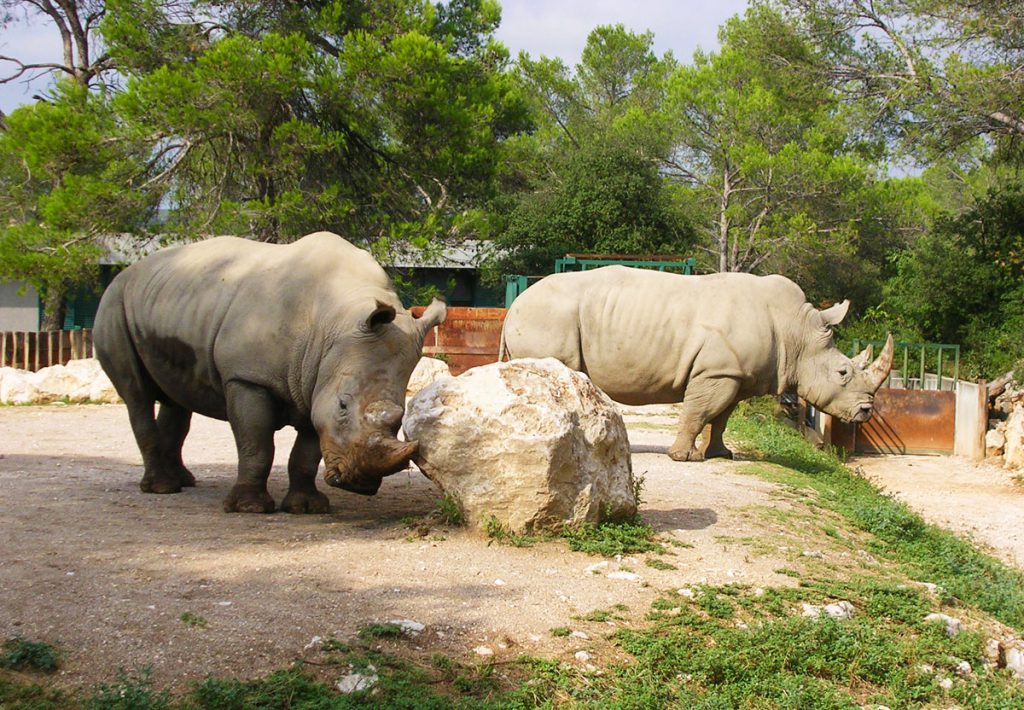 Zoo de Montpellier (parc de Lunaret), événement d'entreprise en Hérault