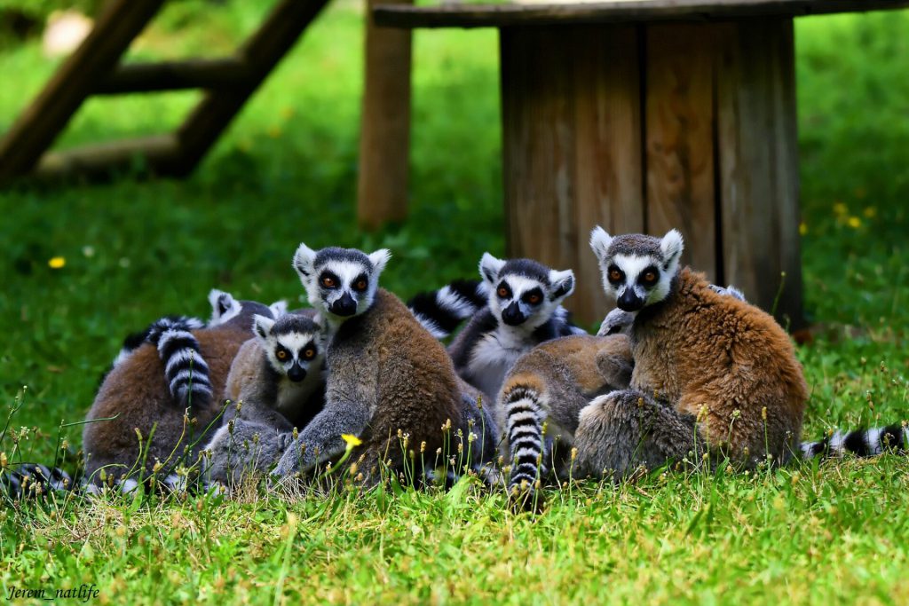 Zoo d’Upie, séminaire d'entreprise, Drôme
