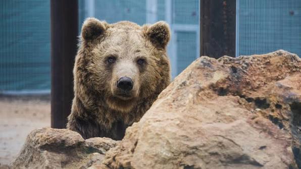 Zoo-Refuge la Tanière, lieu d'événement d'entreprise en Eure-et-Loir