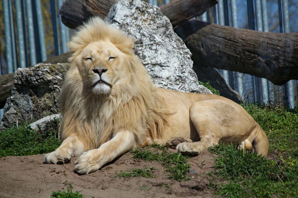 Zoo Tábor (bonus), lieu d'événement d'entreprise