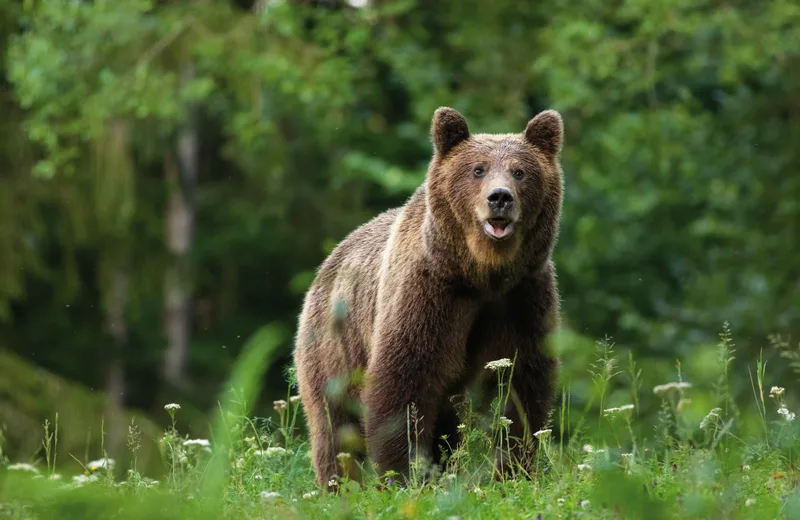 Zoodyssée, lieu d'événement d'entreprise en Deux-Sèvres