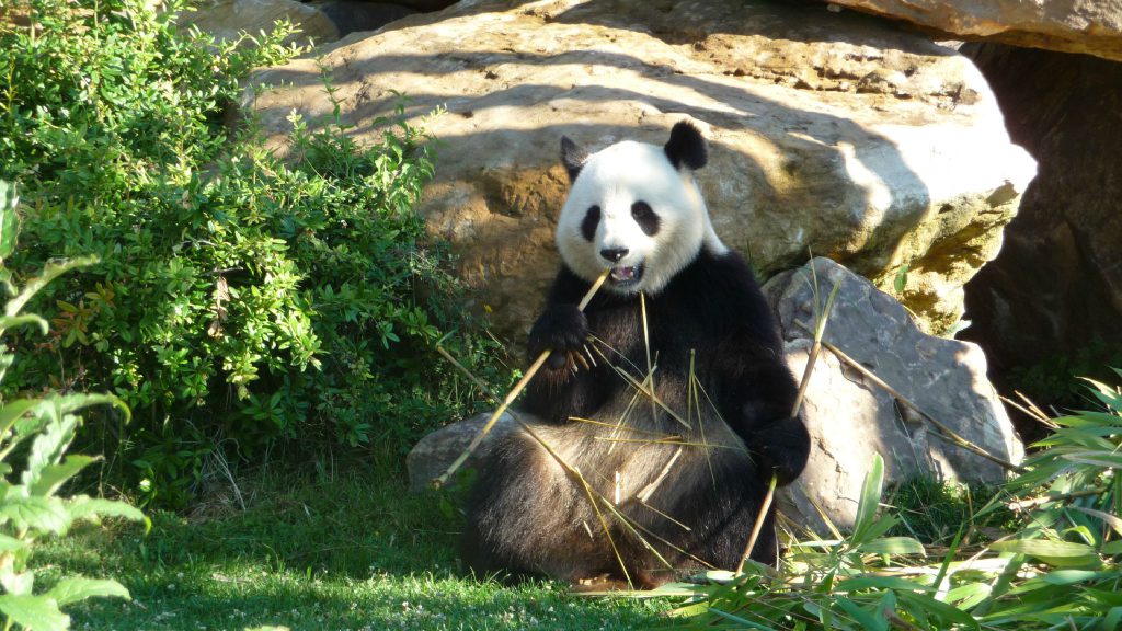 Zooparc de Beauval, lieu d'événement d'entreprise en Loir-et-Cher